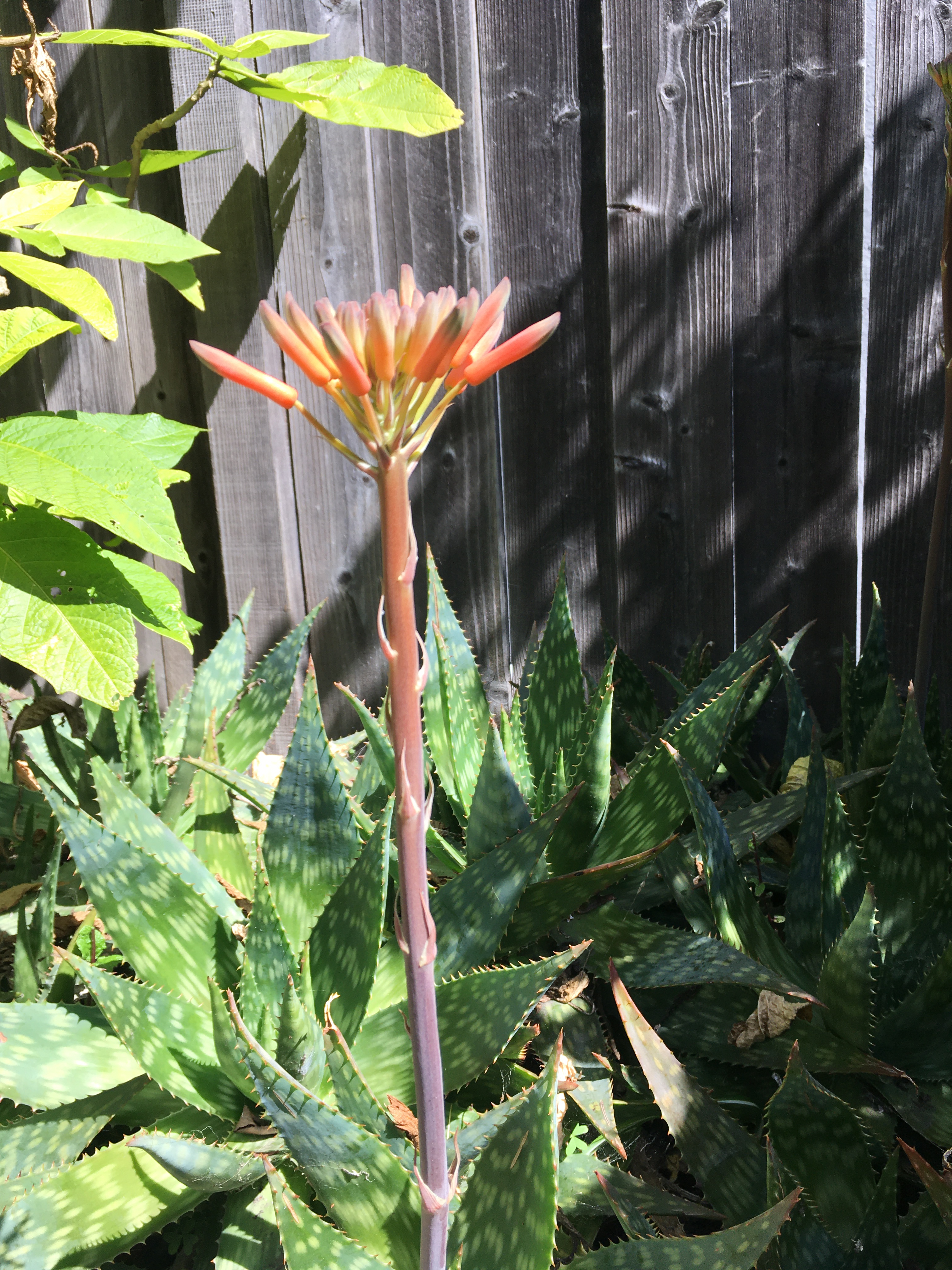Photo of orange aloe stalk flower about to bloom, against a brown fence
