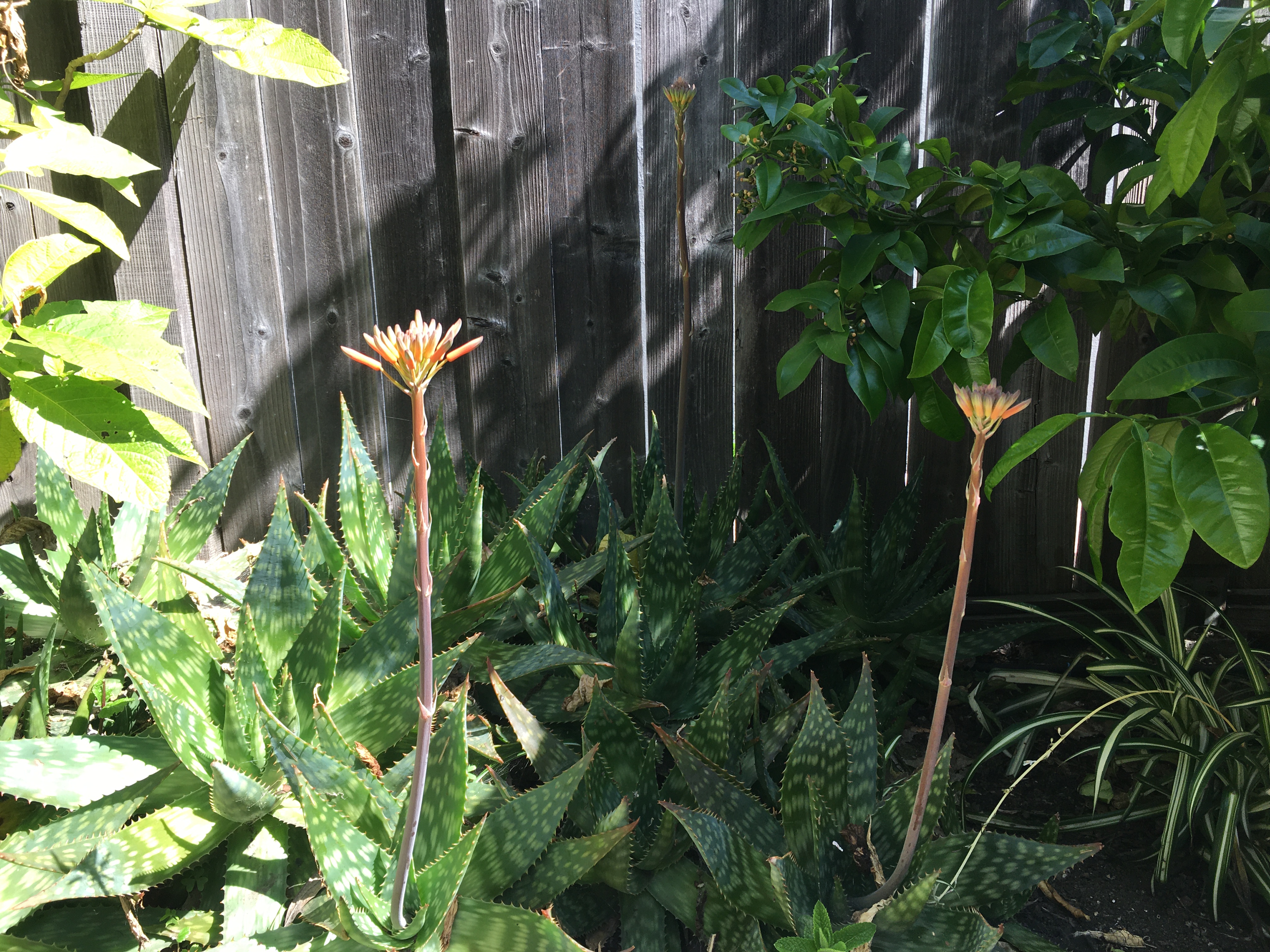 Photos of an aloe patch, with two stalks of orange flowers about to bloom.