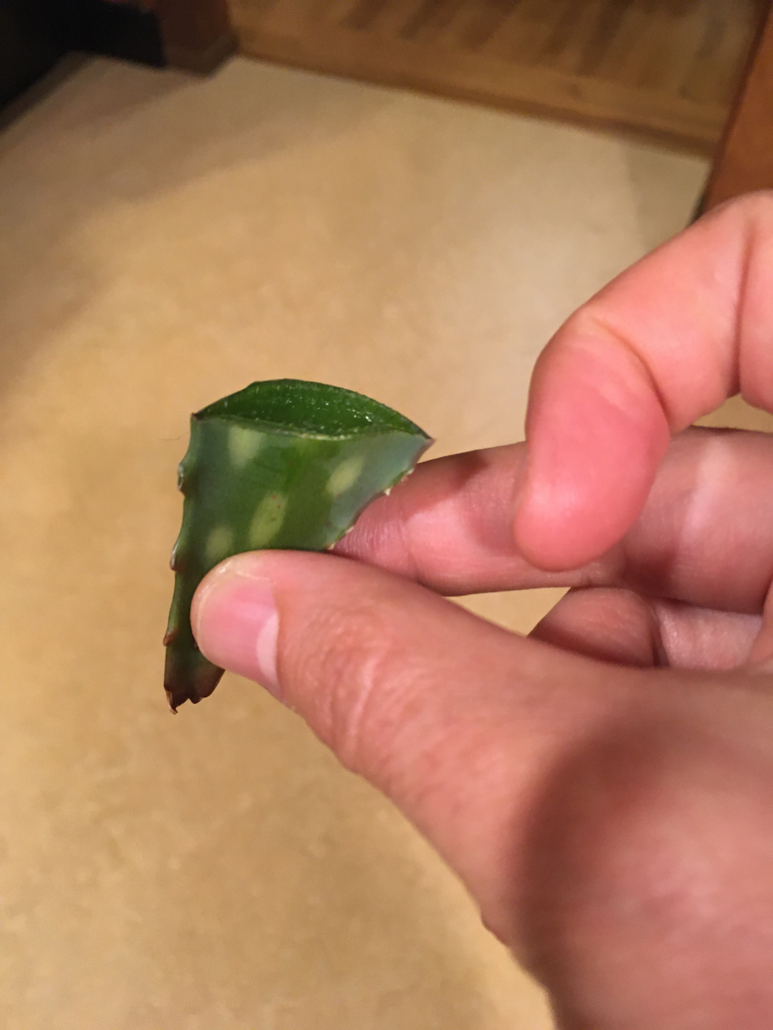 Photo of my fingers holding a small cutting of aloe.