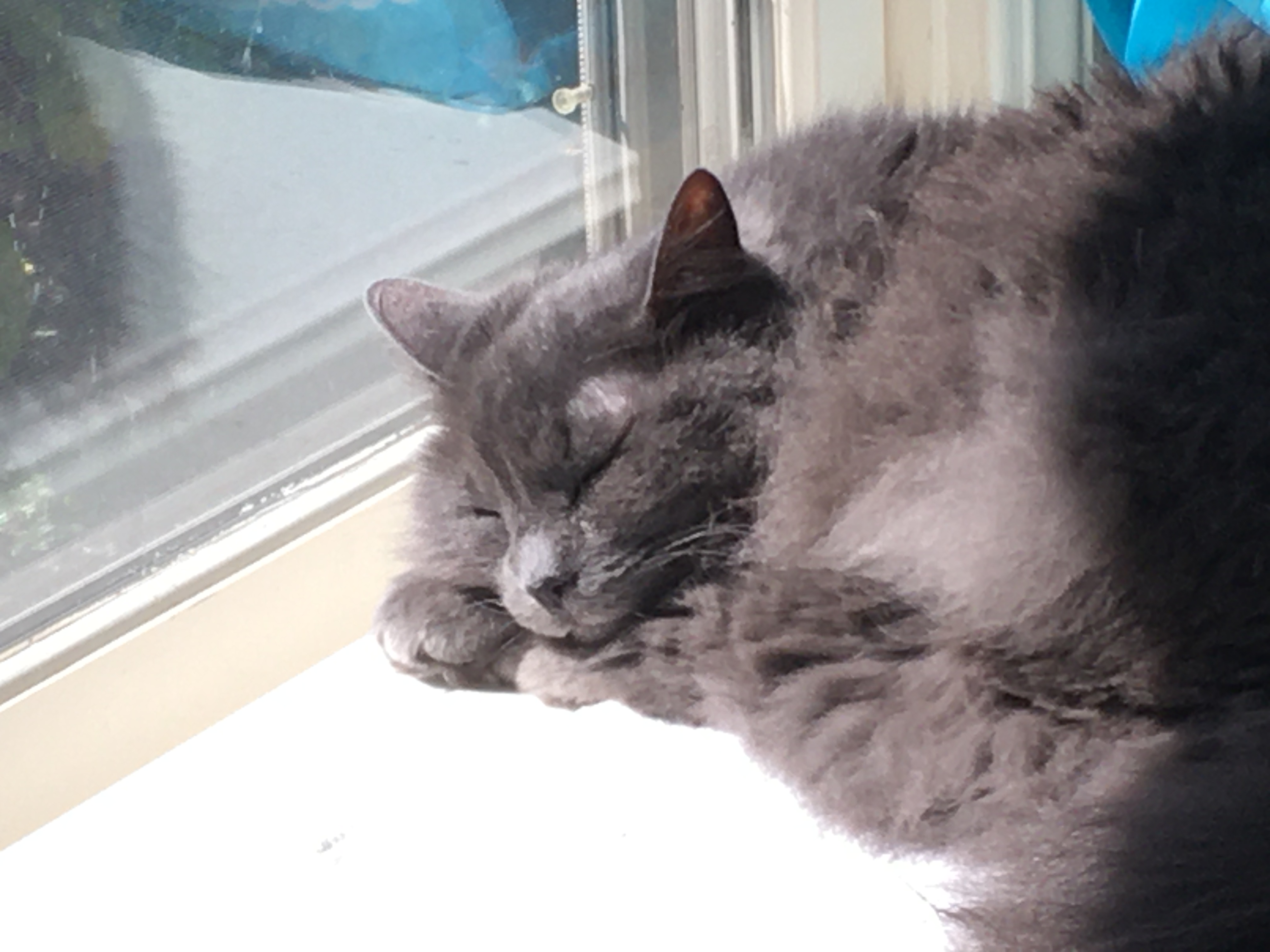 Photo of grey cat sleeping in the sun. Very cute.