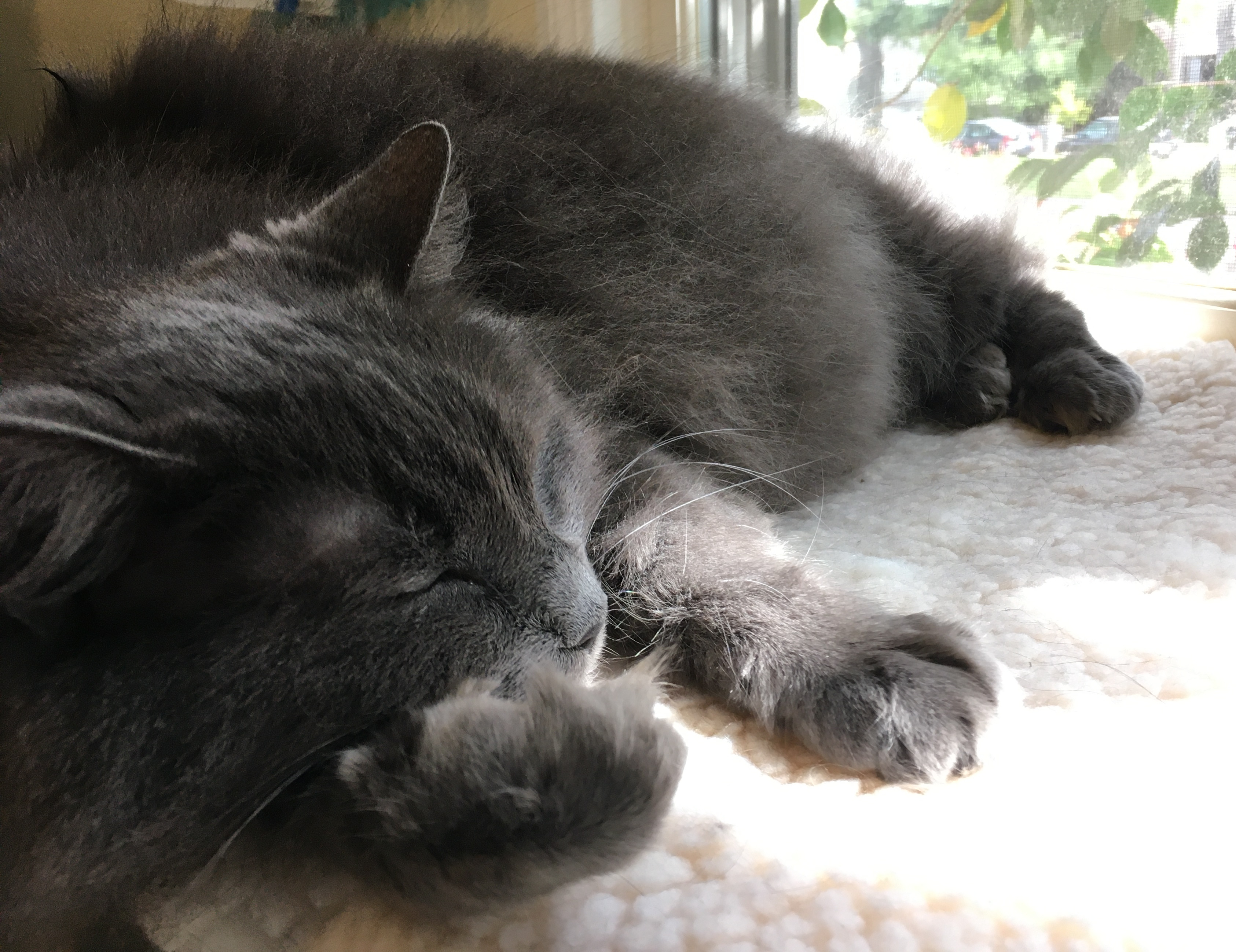 Photo of grey cat napping near window.