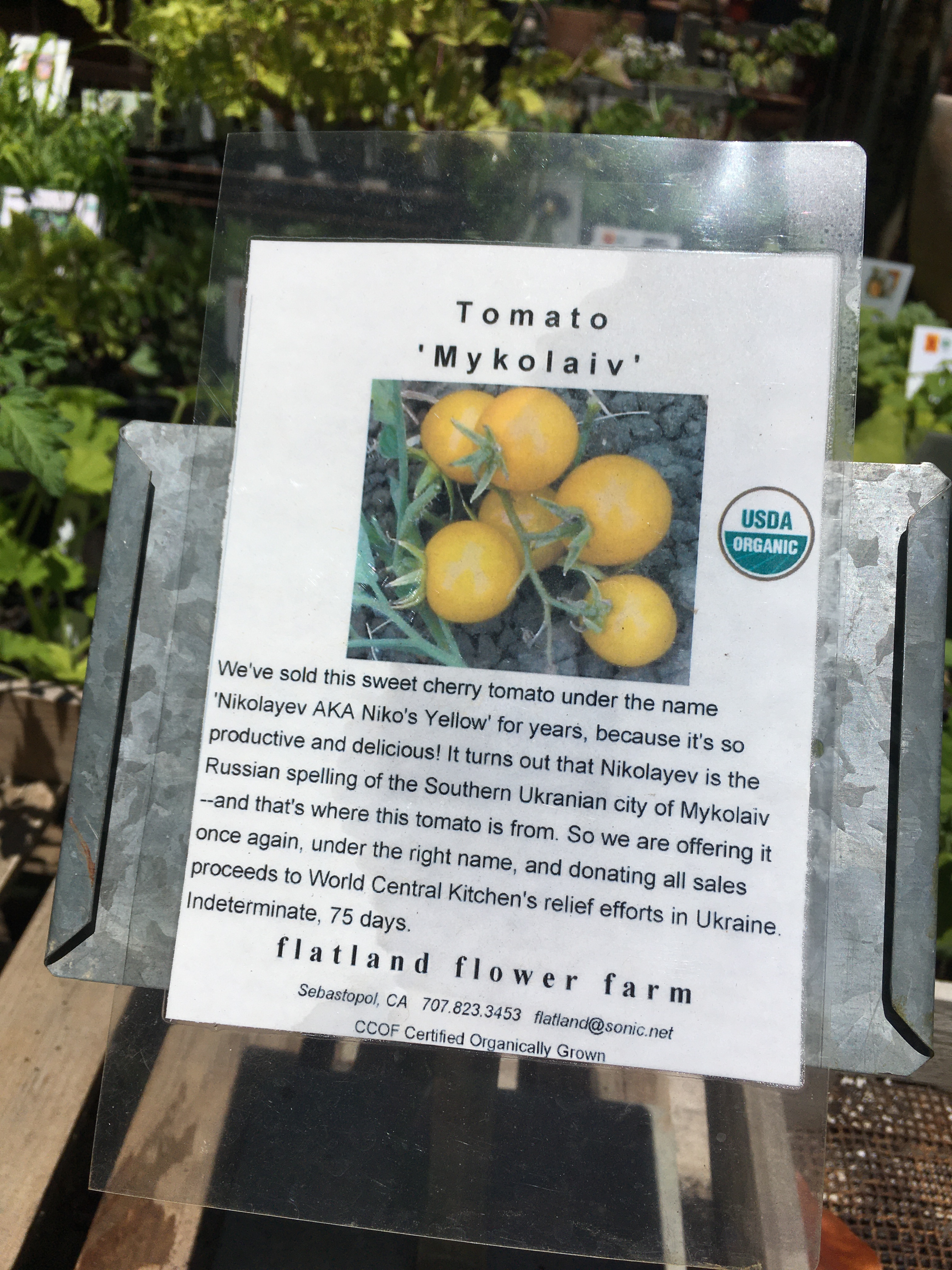Photo of a sign about yellow cherry tomato "Mykolaiv" which originates from a Ukrainian city of that name.