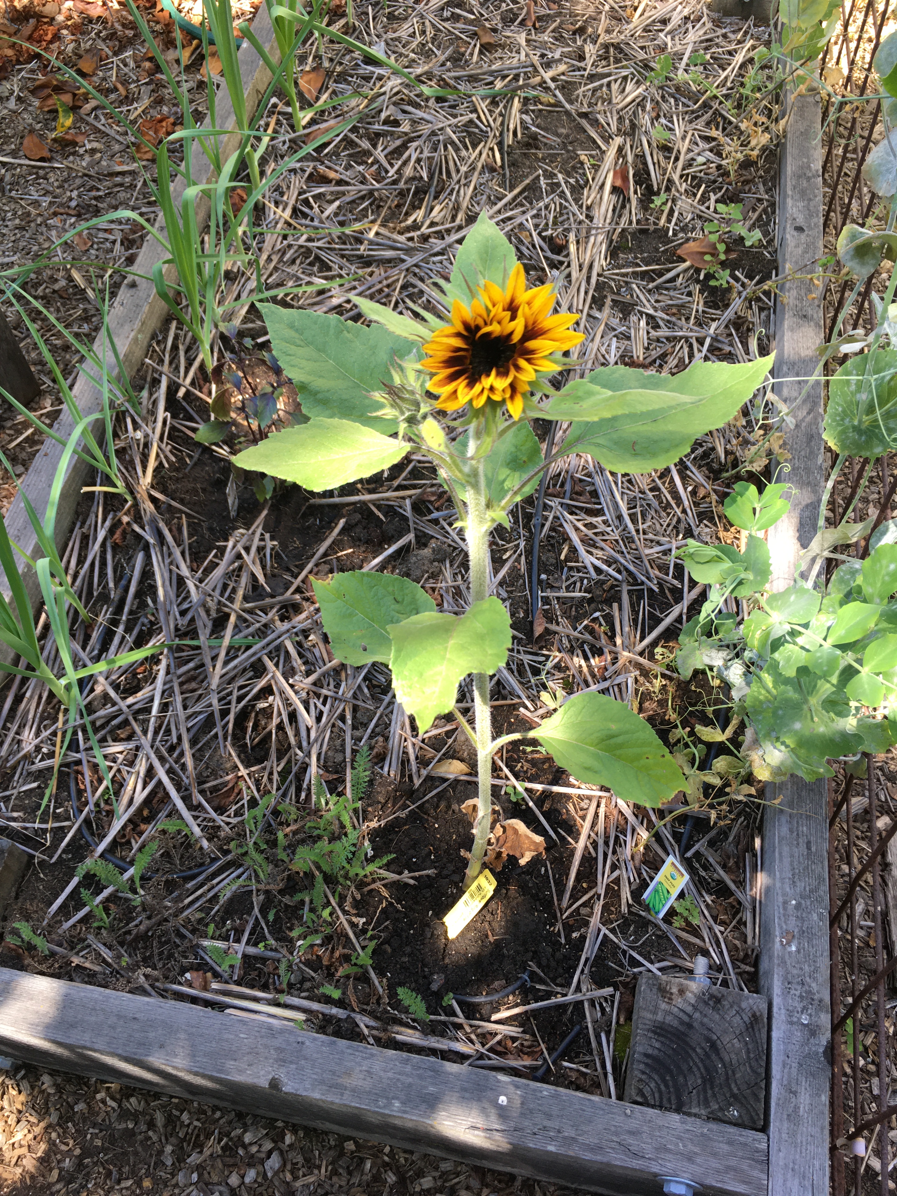 Photo of a young sunflower plant in a wooden planter box