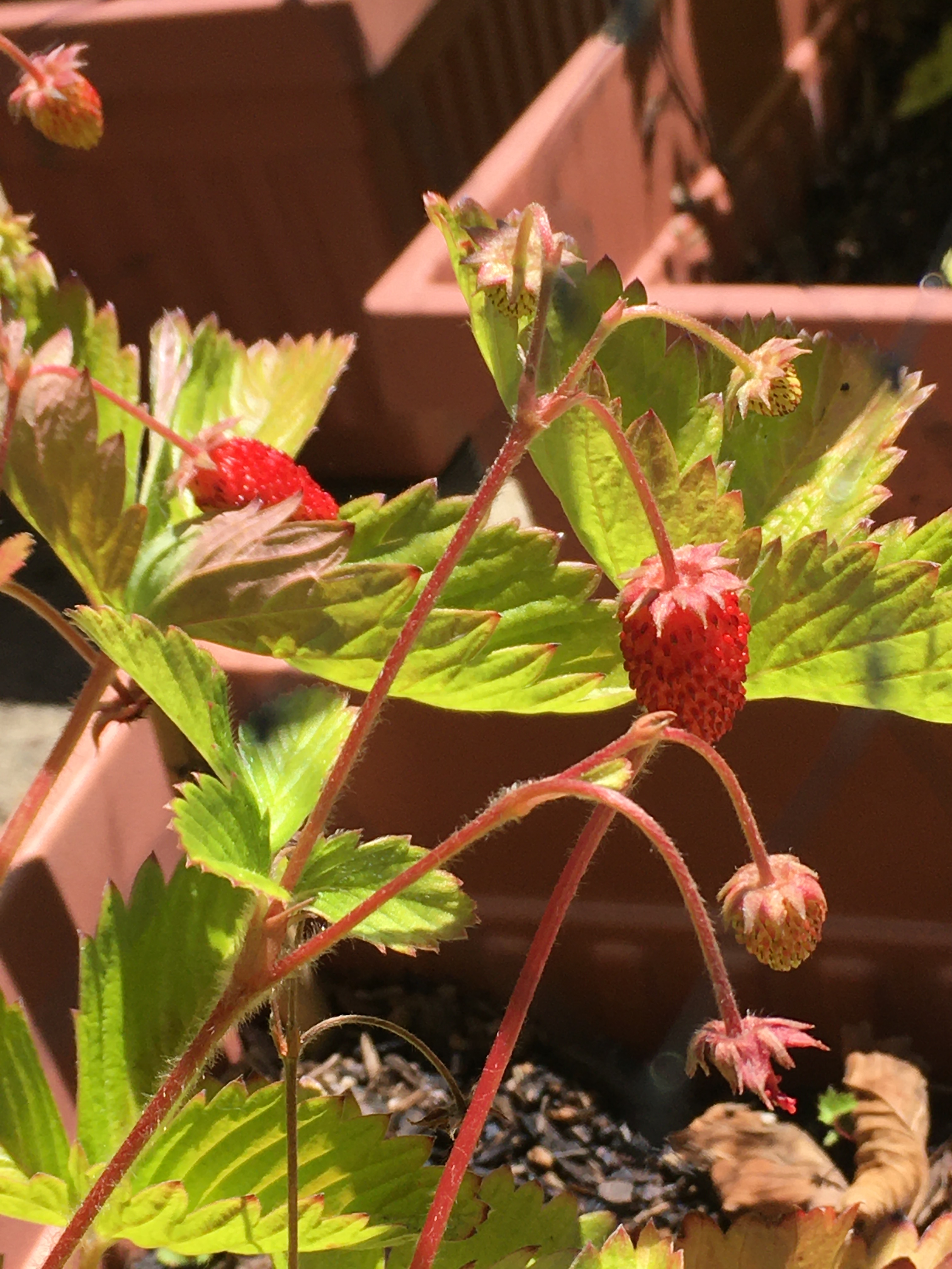 Photo of a small strawberry on the plant