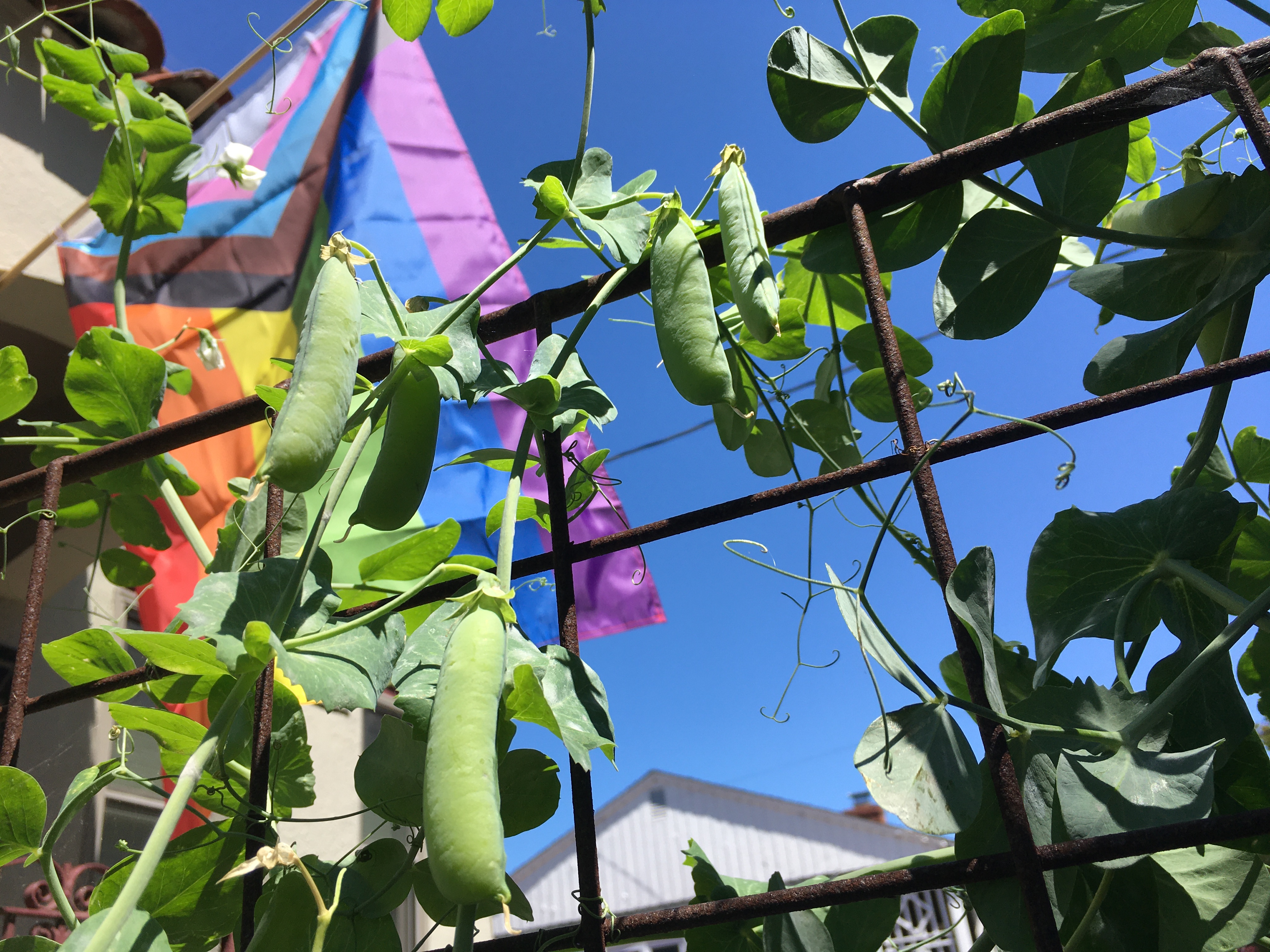 Photo of pea pods growing, with a pride flag in the background